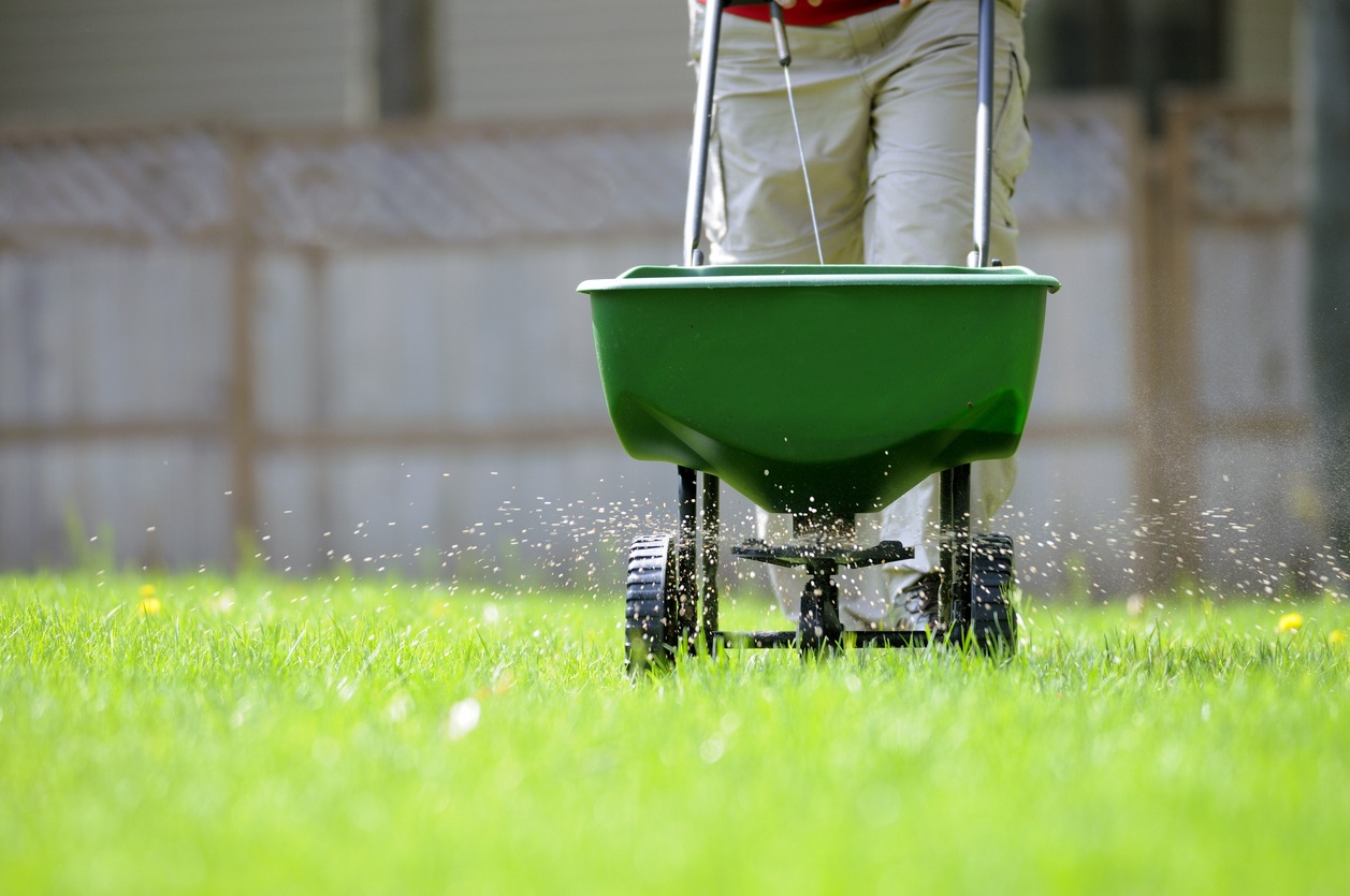 Person spreading fertilizer on green lawn