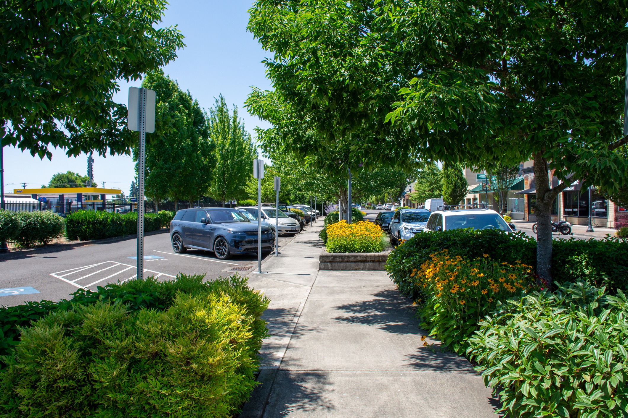 Tree-lined sidewalk with parked cars and yellow flowers
