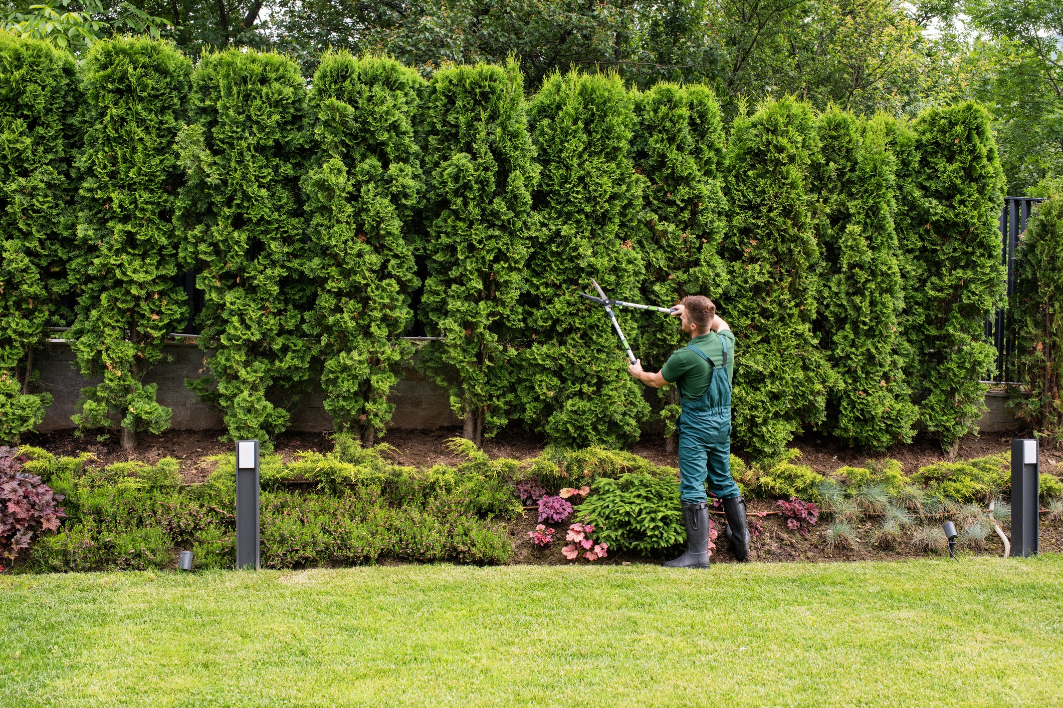 Man trimming tall hedge in landscaped garden